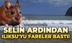 Selin ardından Ilıksu'yu fareler bastı!