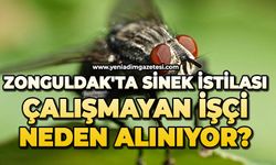 Zonguldak'ta sinek istilası: Çalışmayan işçi neden alınıyor?