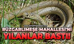 Rüzgarlımeşe Mahallesi'ni yılanlar bastı!