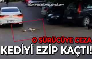 O sürücüye ceza: Kediyi ezip kaçtı!