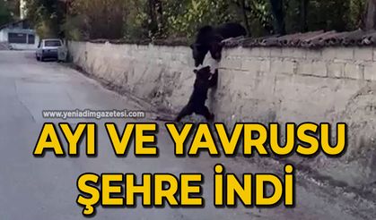Ayı ve yavrusu şehre indi