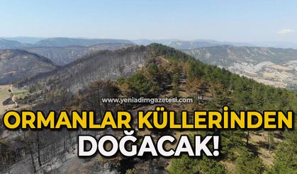 Ormanlar küllerinden doğacak