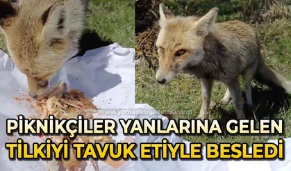 Piknikçiler, yanlarına gelen tilkiyi tavuk etiyle besledi