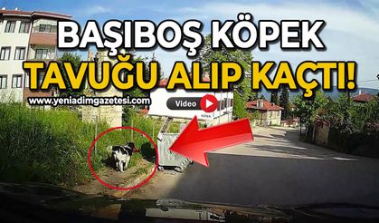 Başıboş köpeğin tavuğu alıp kaçtığı anlar kamerada