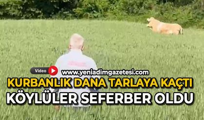 Kurbanlık dana tarlaya kaçtı, köylüler seferber oldu
