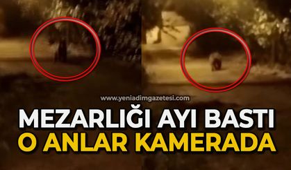 Mezarlığı ayı bastı