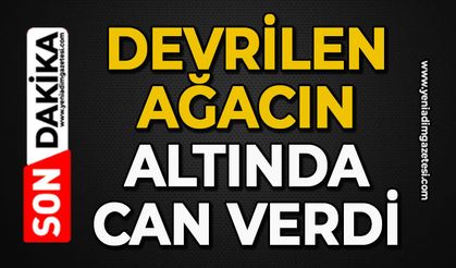 Devrilen ağacın altında can verdi