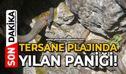 Tersane Plajında yılan paniği!