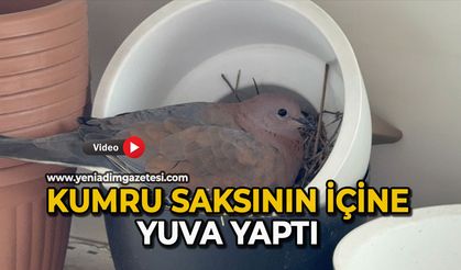 Kumru, saksının içine yuva yaptı