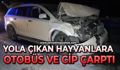Yola çıkan hayvanlara otobüs ve cip çarptı