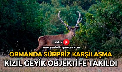 Ormanda sürpriz karşılaşma: Kızıl geyik objektife takıldı