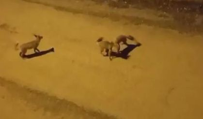 Tilkilerin sokaktaki oyunları kameralara yansıdı