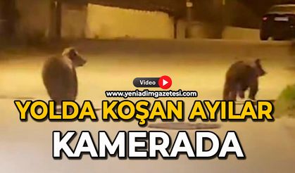 Yolda koşan ayılar kamerada