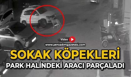 Sokak köpekleri park halindeki aracı parçaladı: O anlar kamerada