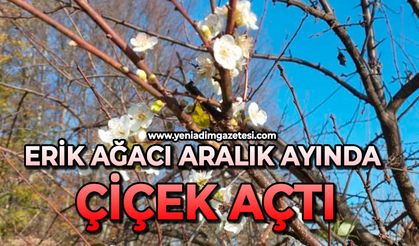 Erik ağacı aralık ayında çiçek açtı