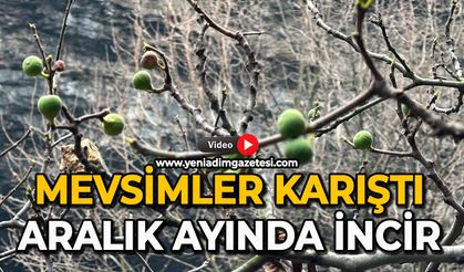Mevsimler karıştı: Aralık ayında incir