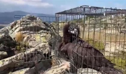 132 yaban hayvanı tedavi edilerek doğaya salındı