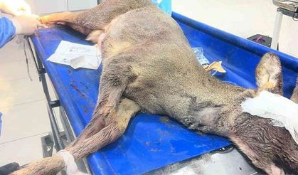 Aracın çarptığı karaca ameliyat edildi