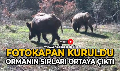 Fotokapan kuruldu: Ormanın sırları ortaya çıktı