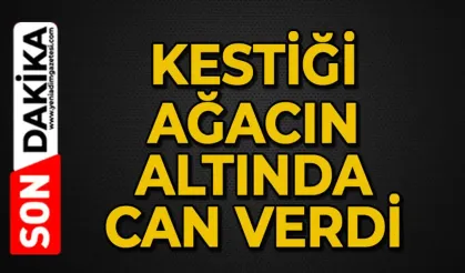 Kestiği ağacın altında kalan işçi hayatını kaybetti