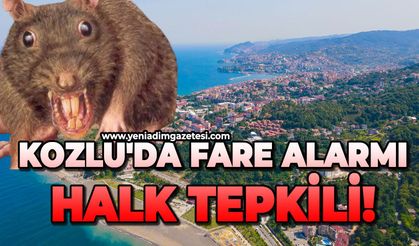 Kozlu'da fare alarmı: Halk tepkili!
