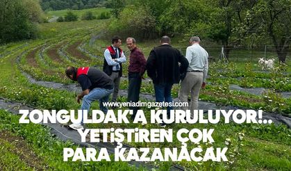Zonguldak'a kuruluyor: Yetiştiren çok para kazanacak
