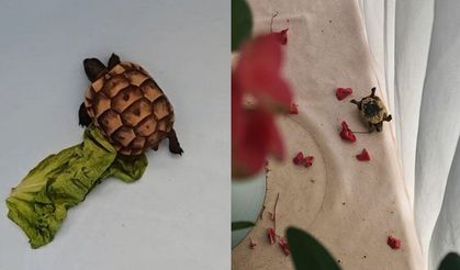 Asma tavandan gelen ses korkusu sürpriz sonla bitti