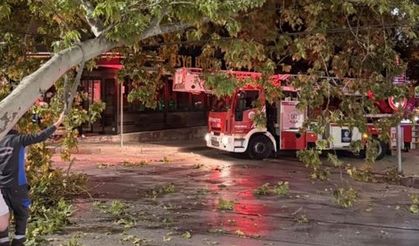 Tramvay hattına düşen dal seferleri aksattı