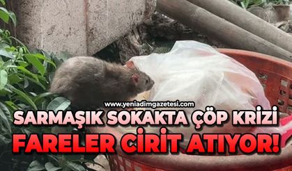 Sarmaşık sokakta çöp krizi: Fareler cirit atıyor!