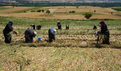 Sarımsak tarlalarının kadın emekçileri: Sıcak altında tüm gün çalışıyorlar