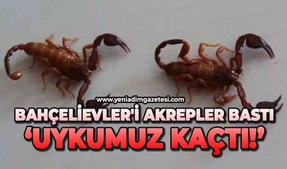 Bahçelievler'i akrepler bastı: Uykumuz kaçtı!