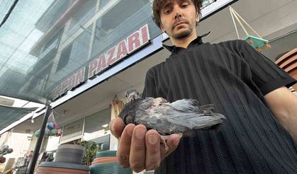 Yaralı kuşa esnaf şefkati