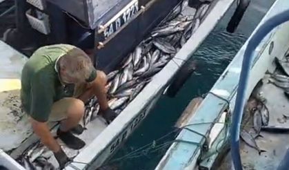 Akçakoca açıklarında palamut bereketi: Tekneler dolu dönüyor