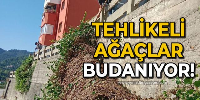 Tehlikeli ağaçlar budanıyor!