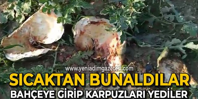Sıcaktan bunaldılar: Bahçeye girip karpuzları yediler