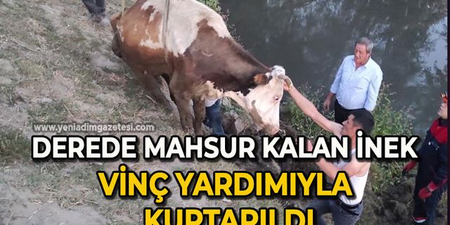 Derede mahsur kalan inek, vinç yardımıyla kurtarıldı