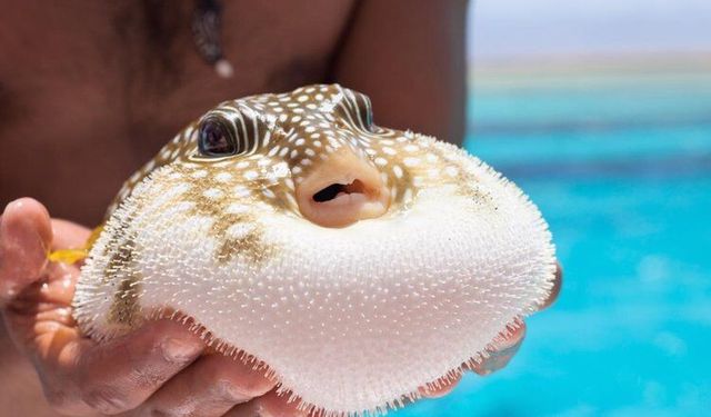 Rüyada balon balığı görmek ne anlama gelir?