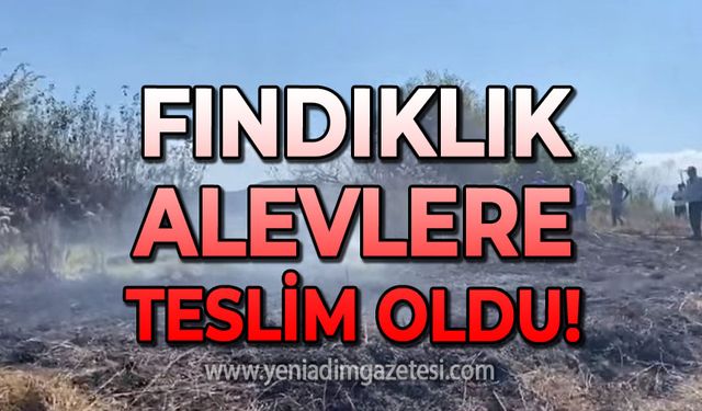 Zonguldak'ta fındıklık yangını: Çok sayıda ağaç kül oldu