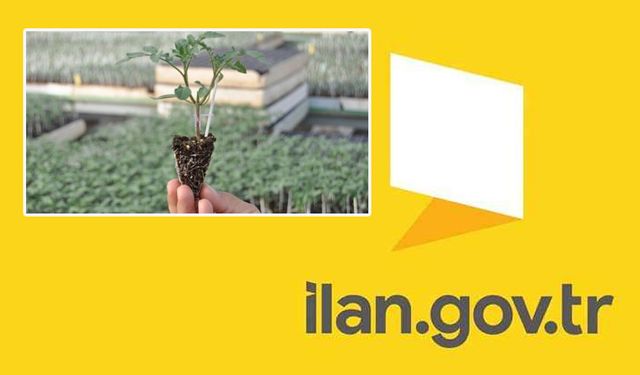 Tüplü sebze fidesi (6 kalem) satın alınacak