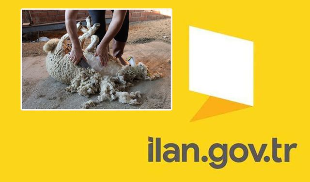 Koyun kırkım makinesi alımı yapılacaktır