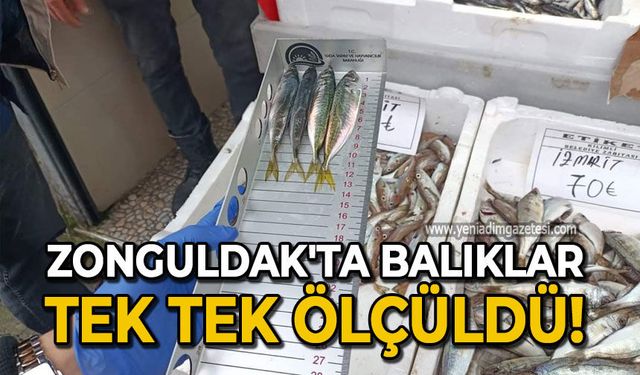 Zonguldak'ta balıklar tek tek ölçüldü!