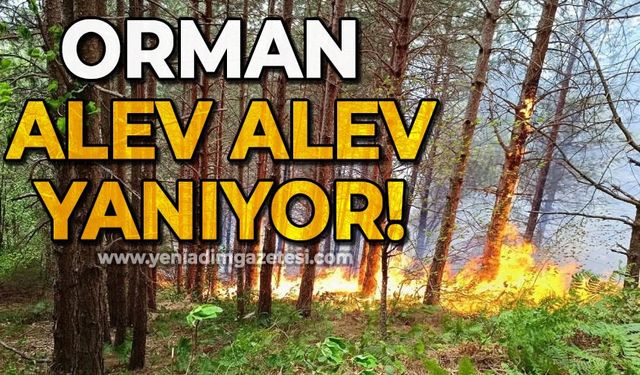 Orman alev alev yanıyor: Ekiplerin müdahalesi sürüyor