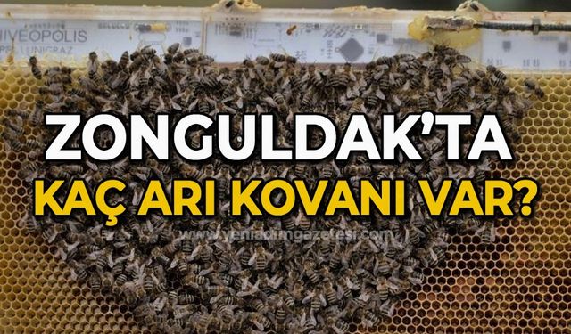 Zonguldak'ta kaç arı kovanı var?