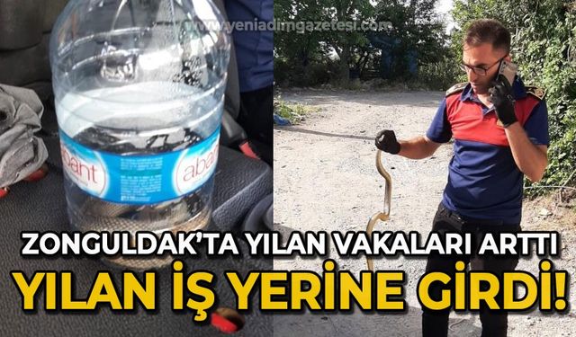 Zonguldak'ta yılan vakaları arttı: Yılan iş yerine girdi!