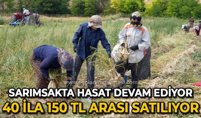 Taşköprü sarımsağında hasat devam ediyor: 40 ila 130 lira arasında satılıyor