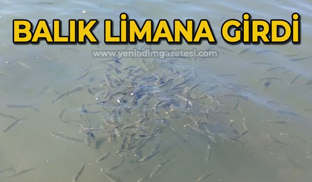 Balık limana girdi