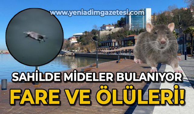 Sahilde mideler bulanıyor: Fare ve ölüleri!