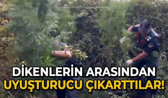 Dikenlerin arasından uyuşturucu çıkarttılar