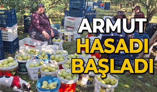 Armut hasadı başladı