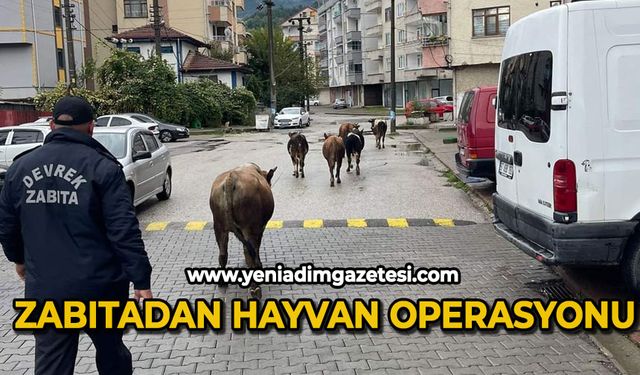 Zabıtadan hayvan operasyonu